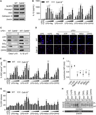 Cathepsin B Is Required for NLRP3 Inflammasome Activation in Macrophages, Through NLRP3 Interaction